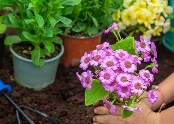 Blumenschau in Tulln