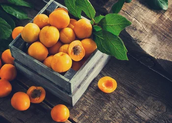 Wachau Lillis Marillengarten 