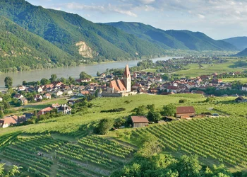 Marillenblüte in der Wachau