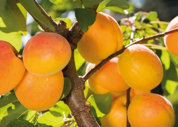 Wachau mit Marillenfest in Krems 