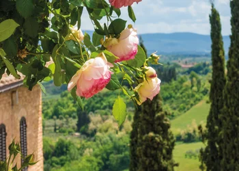Kamelienblüte in der Toskana