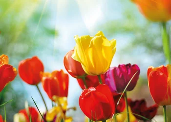 Blumenparadies in Slowenien